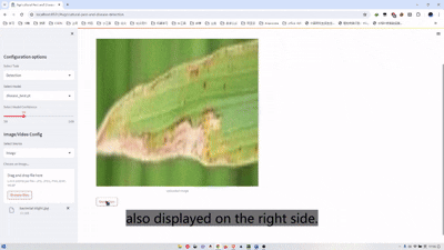 Rice Pest Detection Project